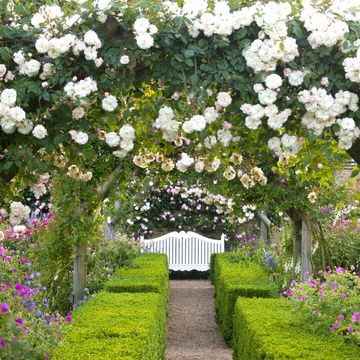 Mixed summer borders in The Rose Garden at Mottisfont Abbey, UK. Summer