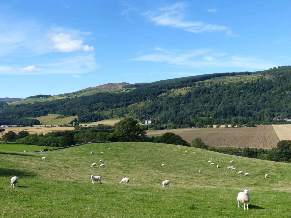 Pasture, Grassland, Highland, Grazing, Sky, Natural environment, Natural landscape, Sheep, Hill, Grass, 