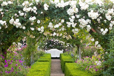 Mixed summer borders in The Rose Garden at Mottisfont Abbey, UK. Summer