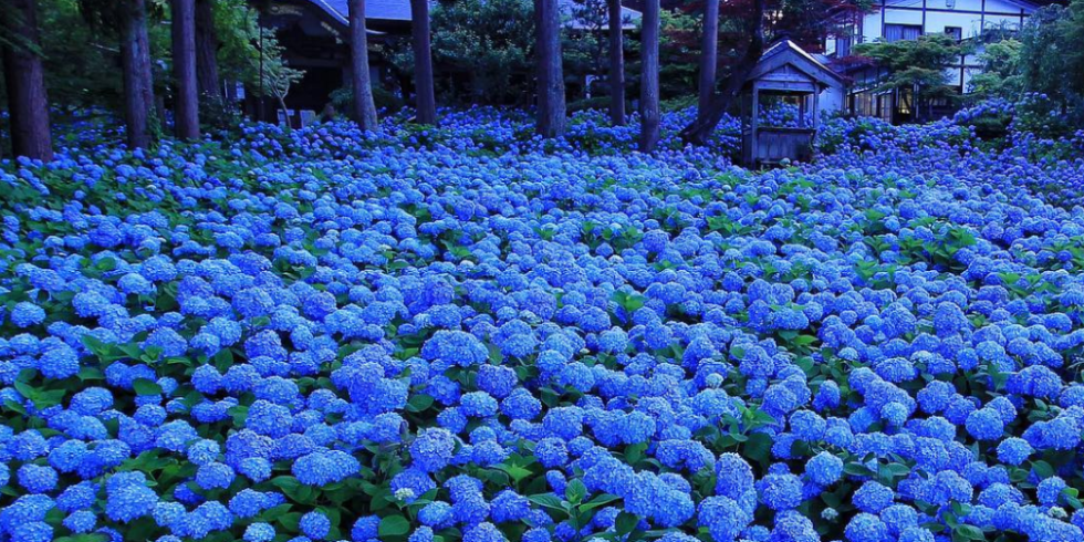 Hydrangea season in Japan is one of the most beautiful sights you'll