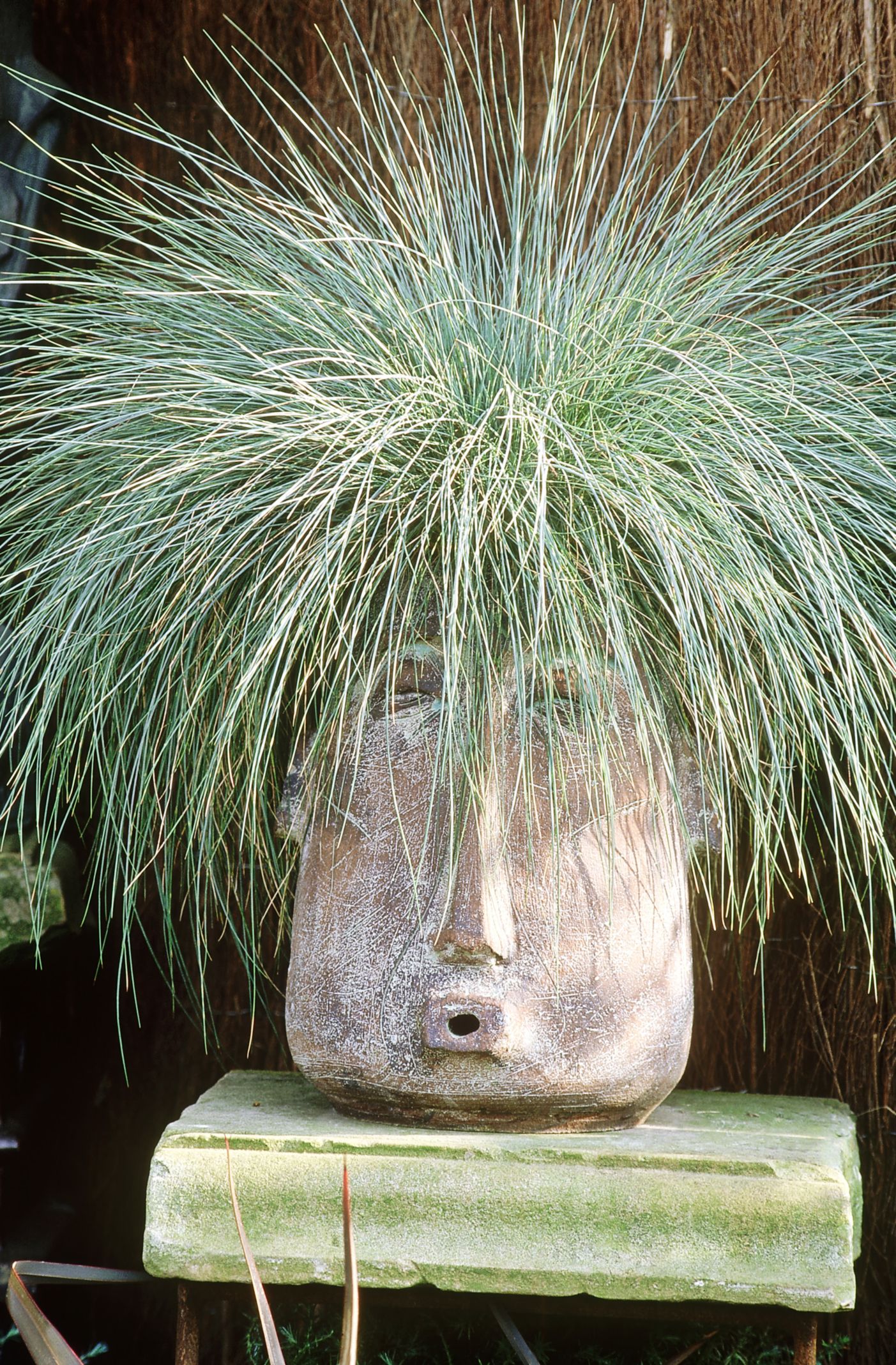 Best Ornamental Grasses For Your Garden