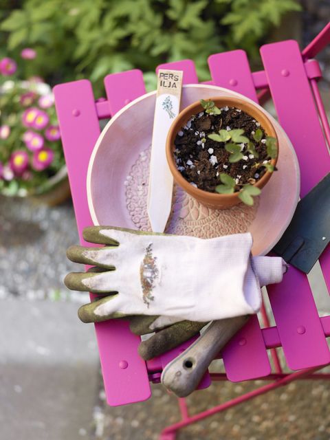 Still life with gardening gloves and seedlings in pot