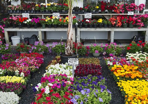 A Selection of Annual Flowers at a Garden Centre
