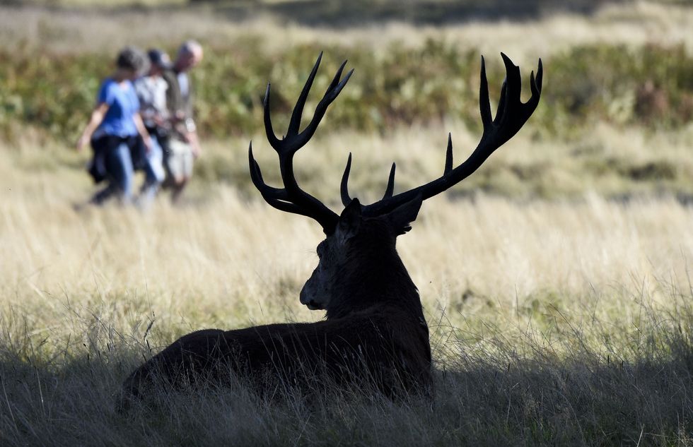 Wildlife, Antler, Reindeer, Horn, Deer, Elk, Morning, Grass, Sky, Grassland, 