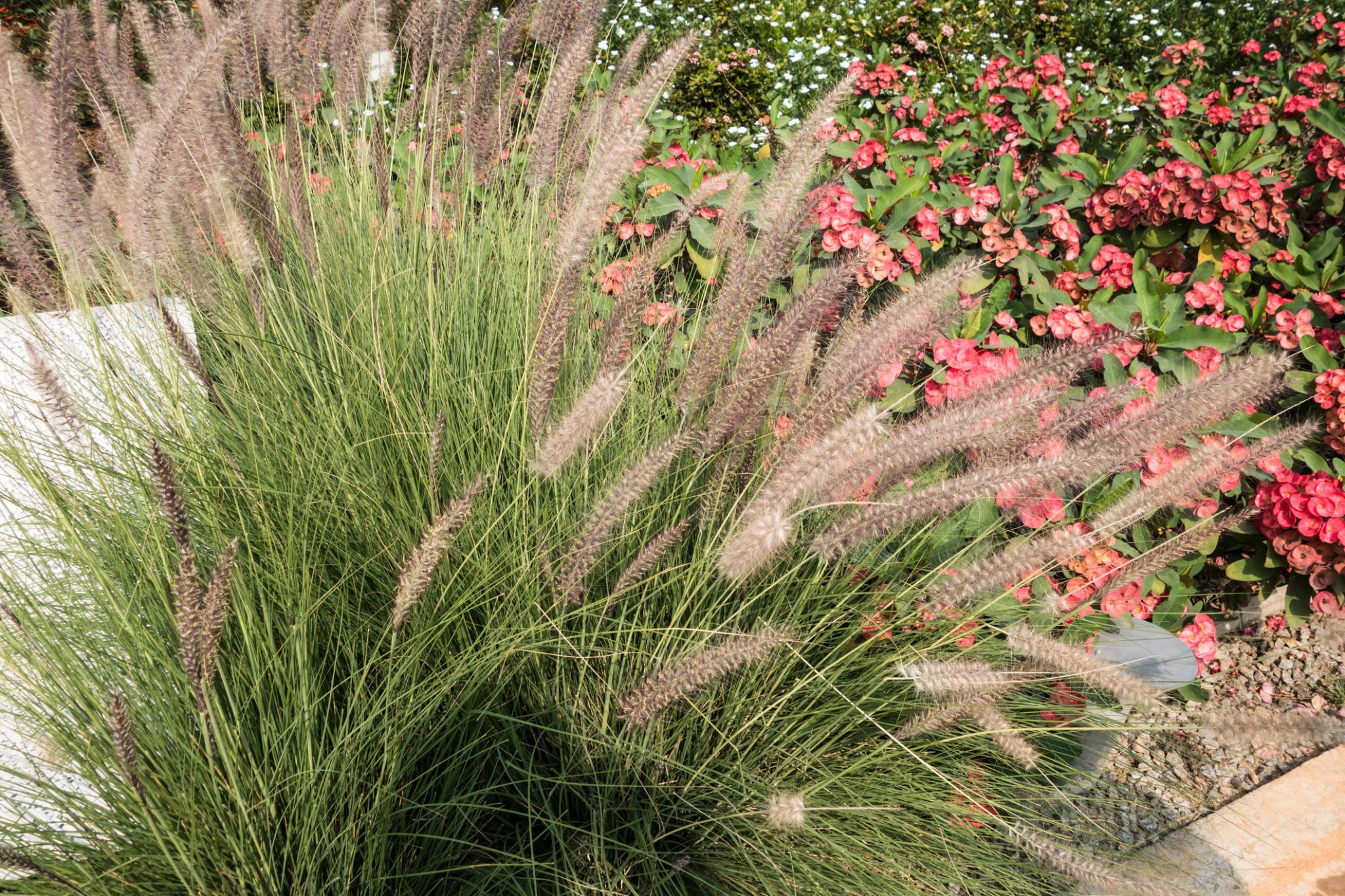 17 Beautiful Perennial Grasses For Impressive And Vibrant