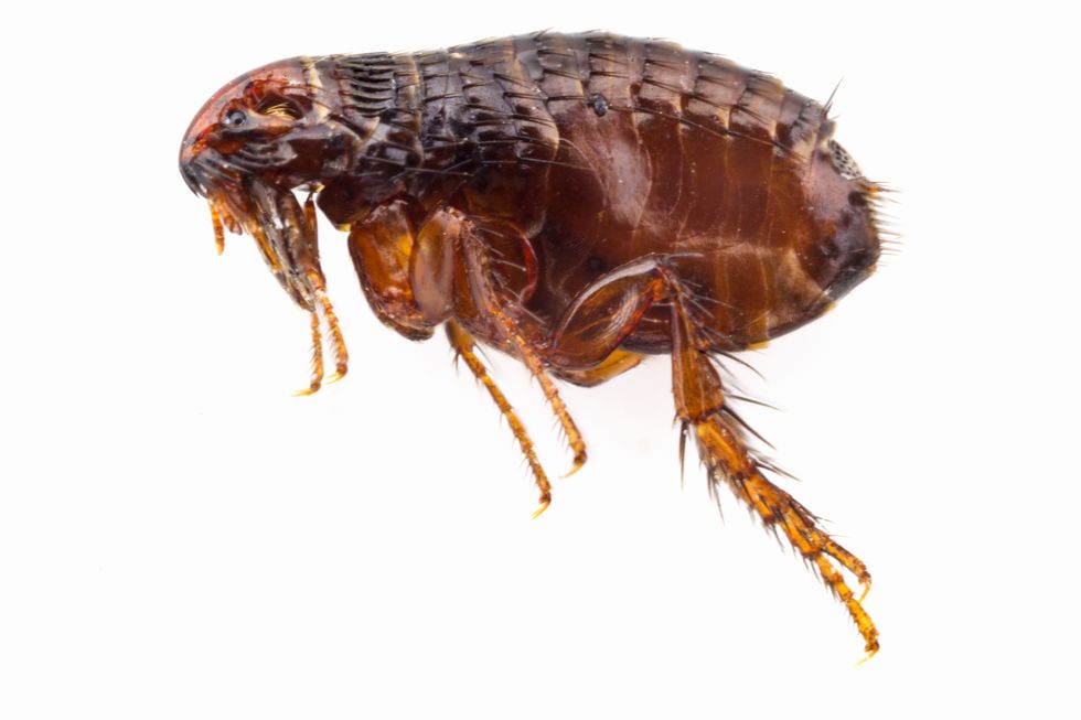 Invertebrate, Organism, Arthropod, Insect, Pest, Amber, Parasite, Flea, Isopod, Crustacean, 