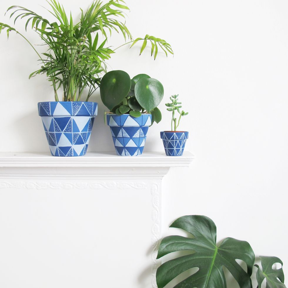 Flowerpot, Plant, Green, Leaf, Interior design, Majorelle blue, Porcelain, Azure, Houseplant, Terrestrial plant, 