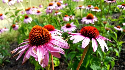 The Best Late-Summer Flowers For Your Garden - Plants In August