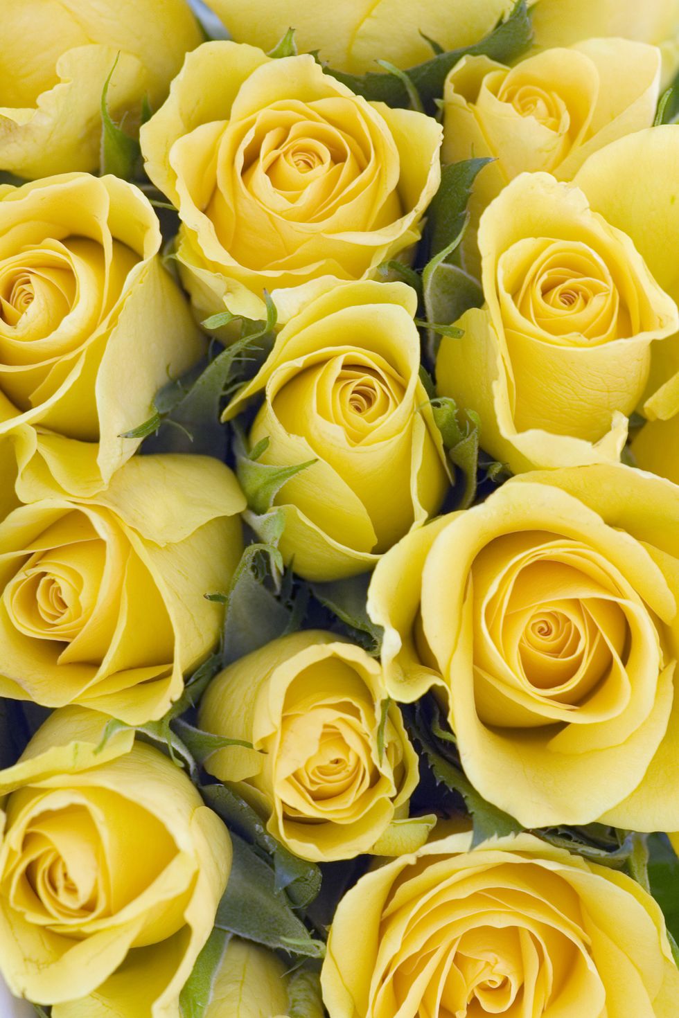 Yellow, Petal, Flower, Orange, Amber, Flowering plant, Rose family, Floristry, Still life photography, Rose order, 