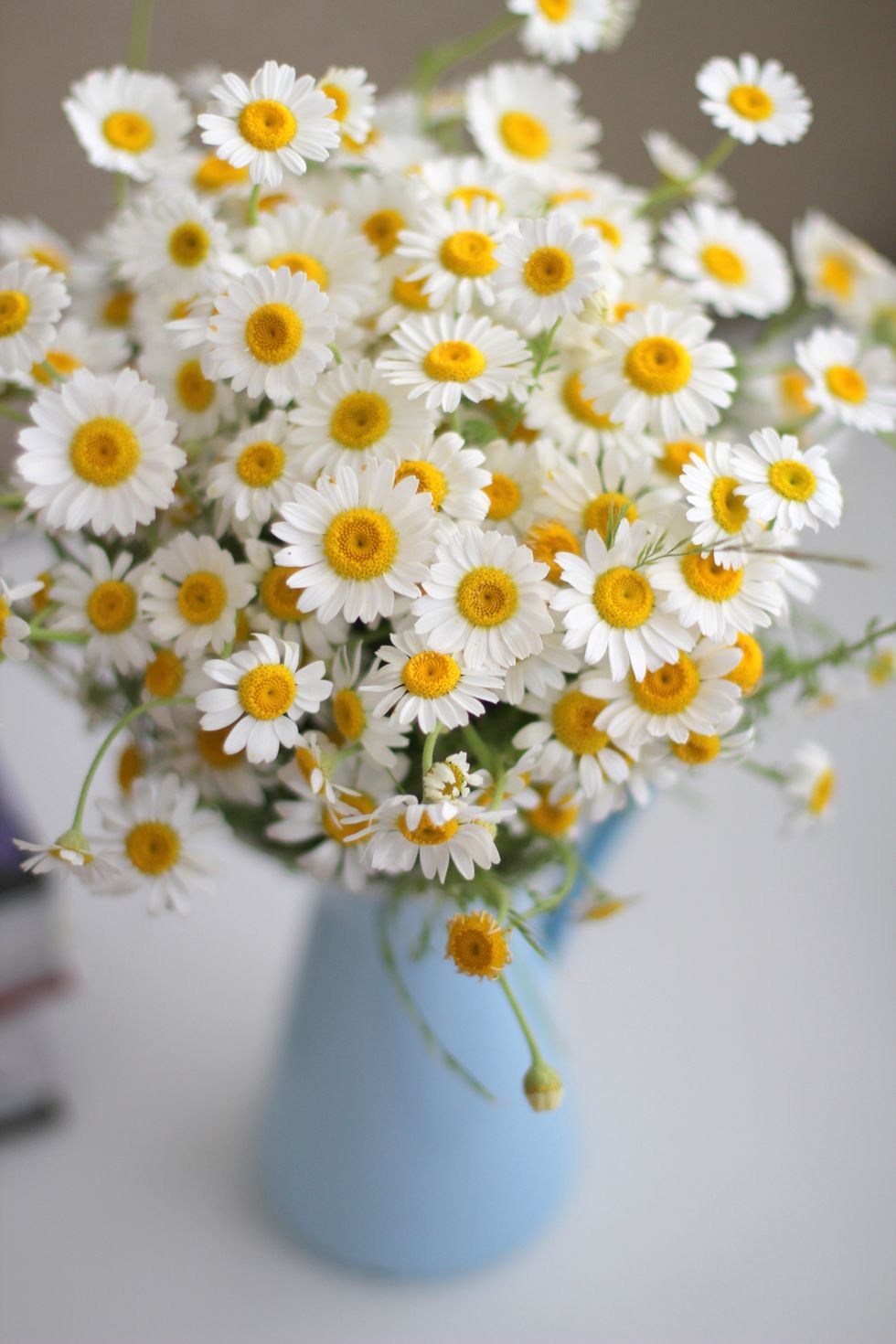 Flower, mayweed, Cut flowers, Oxeye daisy, Daisy, Chamaemelum nobile, Marguerite daisy, Bouquet, chamomile, camomile, 