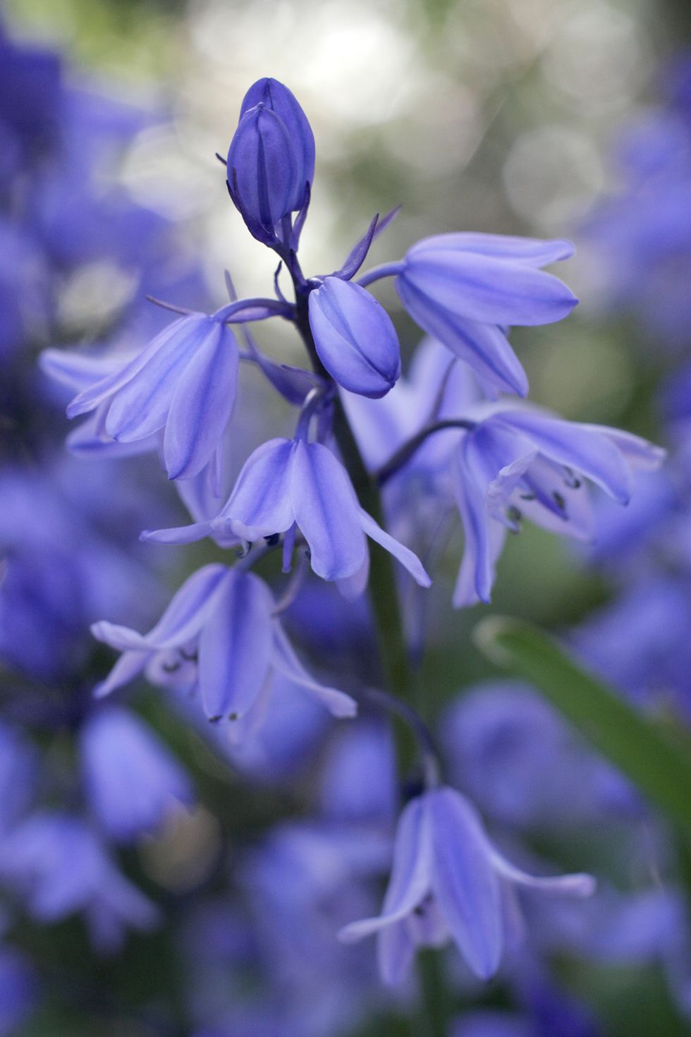 Blue, Flower, Purple, Petal, Lavender, Botany, Majorelle blue, Electric blue, Violet, Flowering plant, 