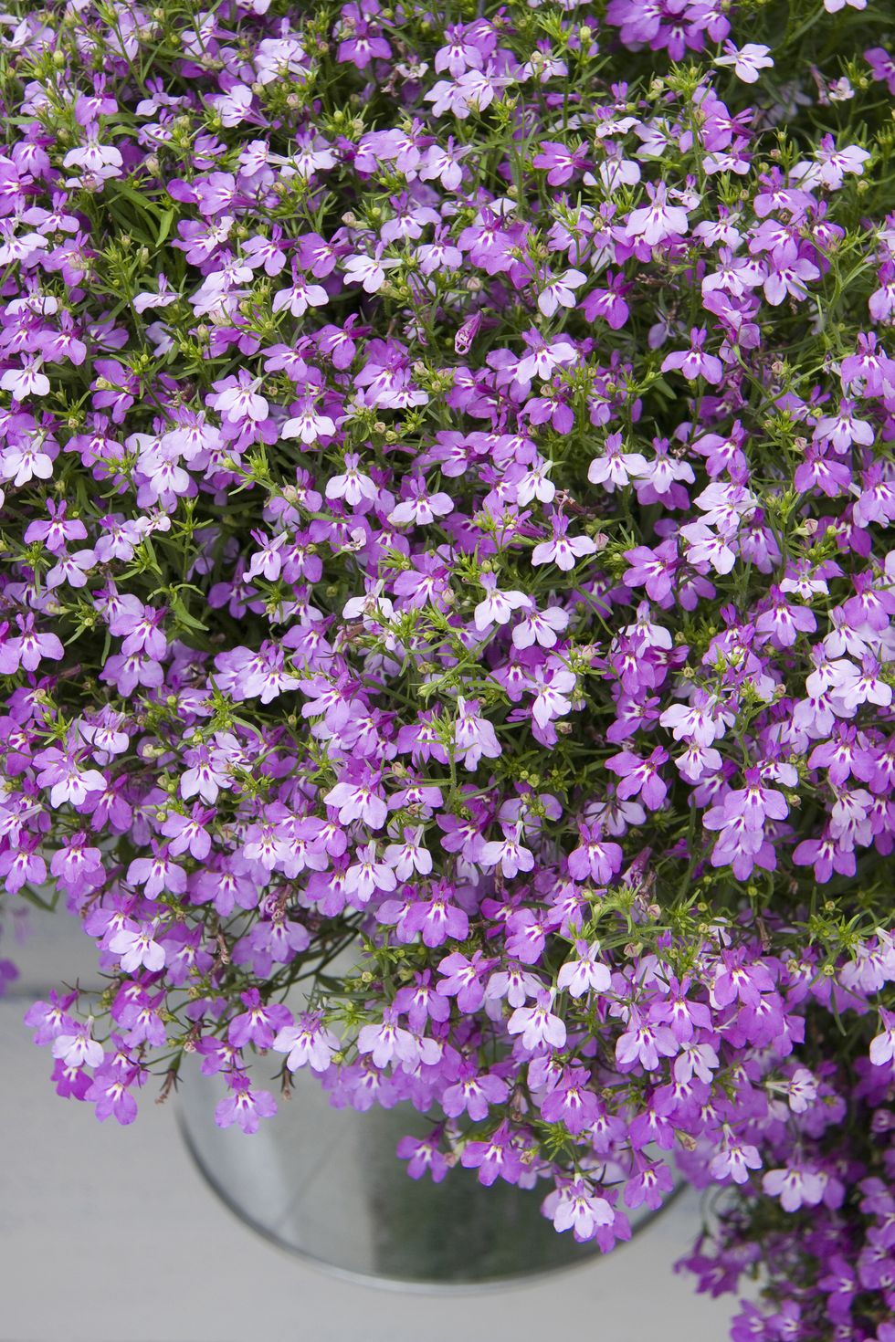 Flower, Flowering plant, Purple, Plant, Violet, Lavender, Groundcover, Breckland thyme, Aubretia, Bellflower, 