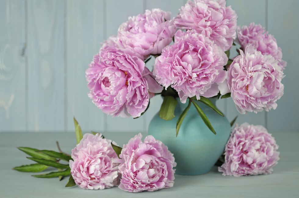 Pink, Flower, Cut flowers, common peony, Plant, Peony, Rosa × centifolia, Chinese peony, Flowering plant, Bouquet, 