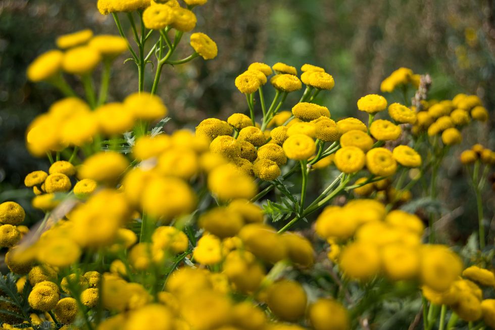 Flower, Flowering plant, Plant, Yellow, Common Tansy, Tanacetum balsamita, Tansy, Daisy family, Wildflower, Herbaceous plant, 