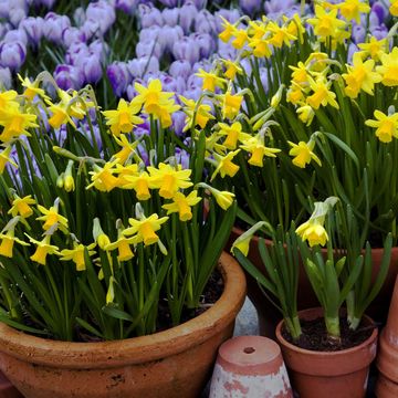 Terracotta containers filled with dwarf Daffodils (Narcissus 'tete-a-tete') with Crocus 'pickwick', March