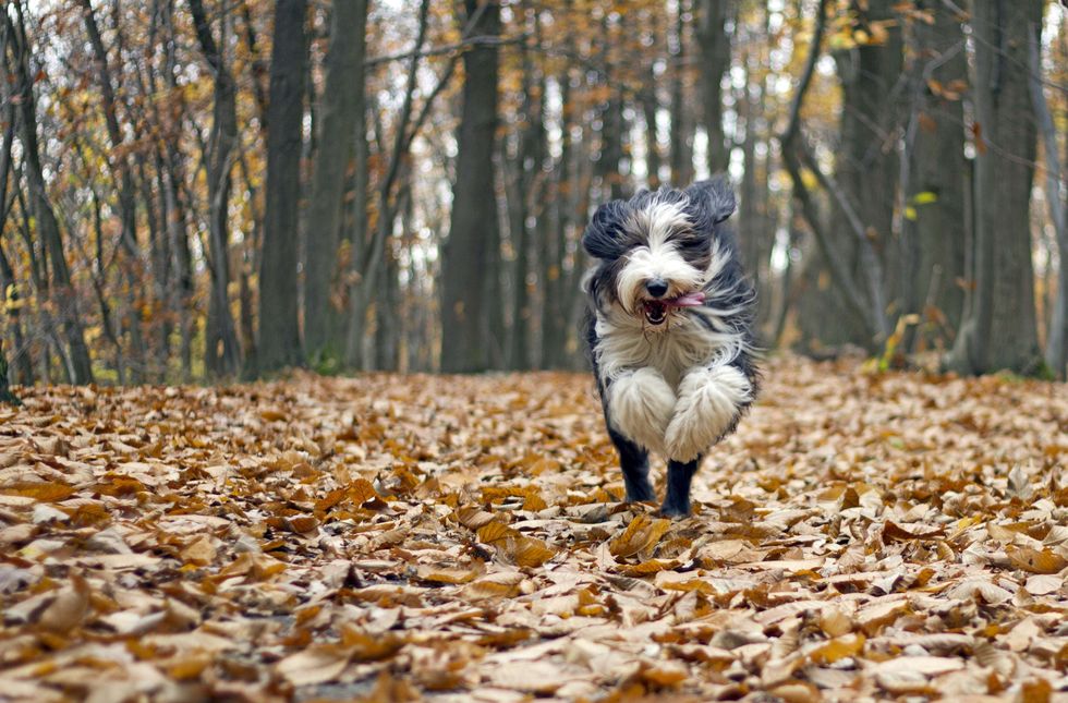 Mammal, Vertebrate, Dog, Canidae, Dog breed, Carnivore, Autumn, Australian shepherd, Sporting Group, Companion dog, 