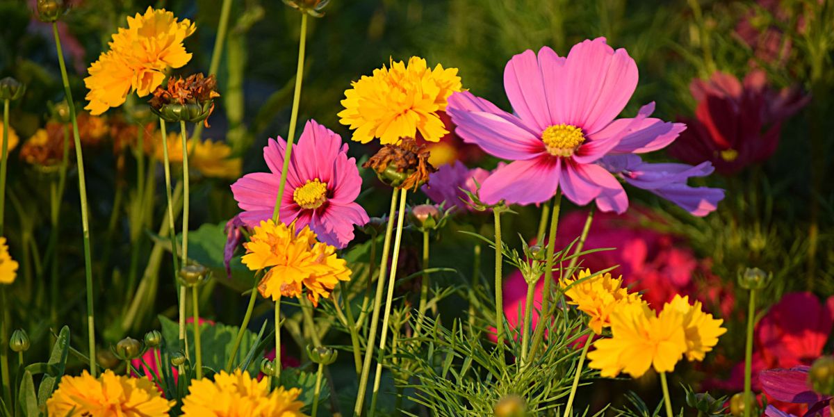 The Benefits Of Buying British-Grown Flowers - Flowers UK