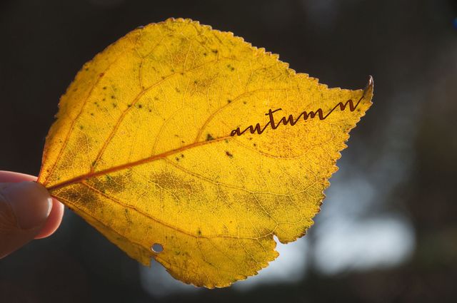 Yellow fallen leaf, sign of Autumn
