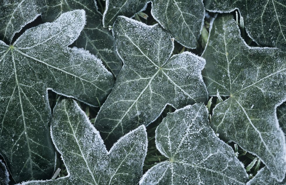 Ivy covered in frost