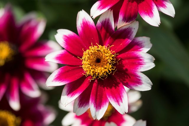 Zinnia - Zany Rose Picotee - wins RHS People's Choice Award