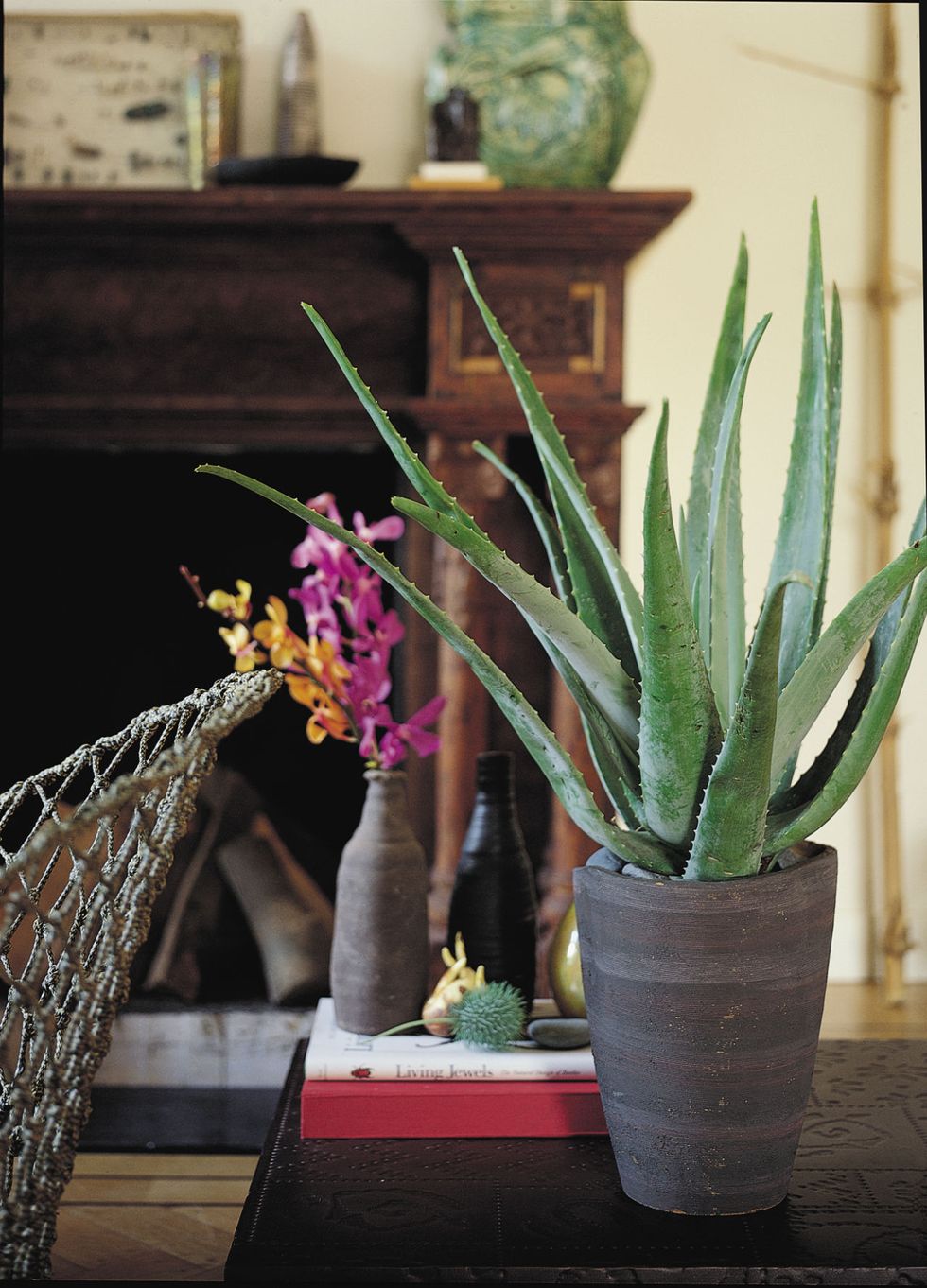 Wyevale Garden Centres - houseplants to beat the winter blues - Aloe Spider