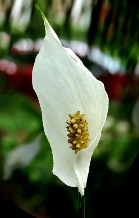 Wyevale Garden Centres - houseplants to beat the winter blues - Spathiphyllum/peace lily