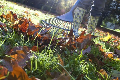 Gardener Raking Up Fallen Autumn Leaves from Garden Lawn