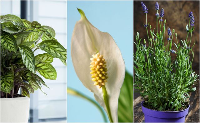 Houseplants to help beat the winter blues