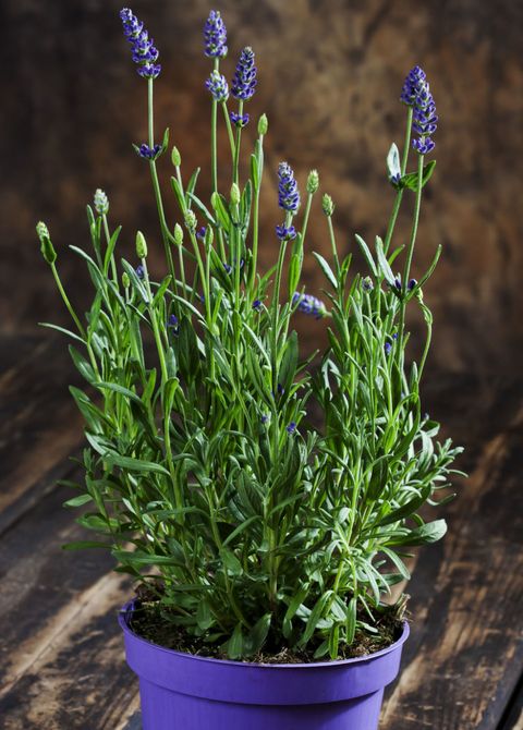 Lavender in blue pot