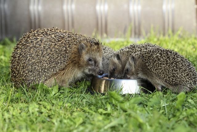hedgehogs eating from bowl in garden
