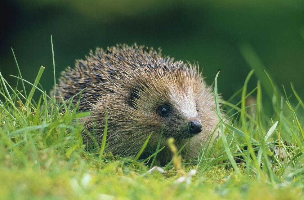 Hedgehog (Erinaceus europaeus) on green grass in Scottish countryside