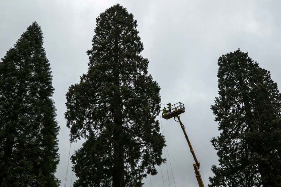 Giant Redwood tree for Christmas at Wakehurst Place