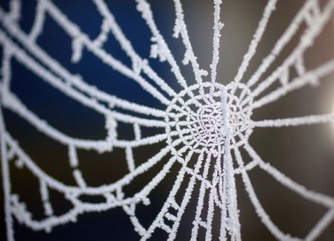 spider web in frost