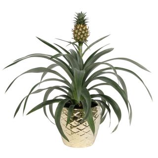 asda pineapple plant