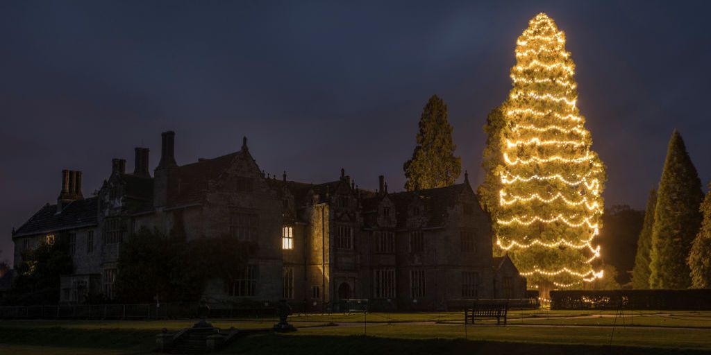 UK's Tallest Christmas Tree at Wakehurst Decorated With 1,800 Lights