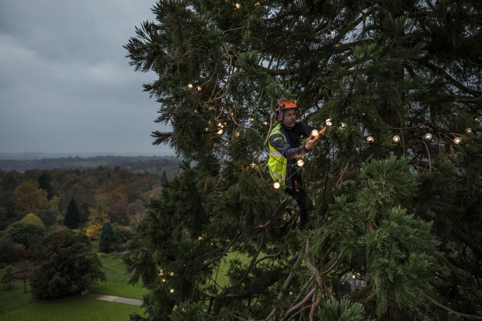Britain's Biggest Christmas Tree Is Decorated For The Festive Season - Wakehurst at Haywards Heath
