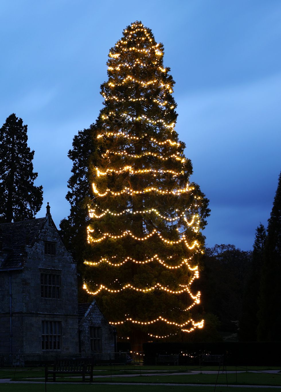 Britain's Biggest Christmas Tree Is Decorated For The Festive Season - Wakehurst at Haywards Heath