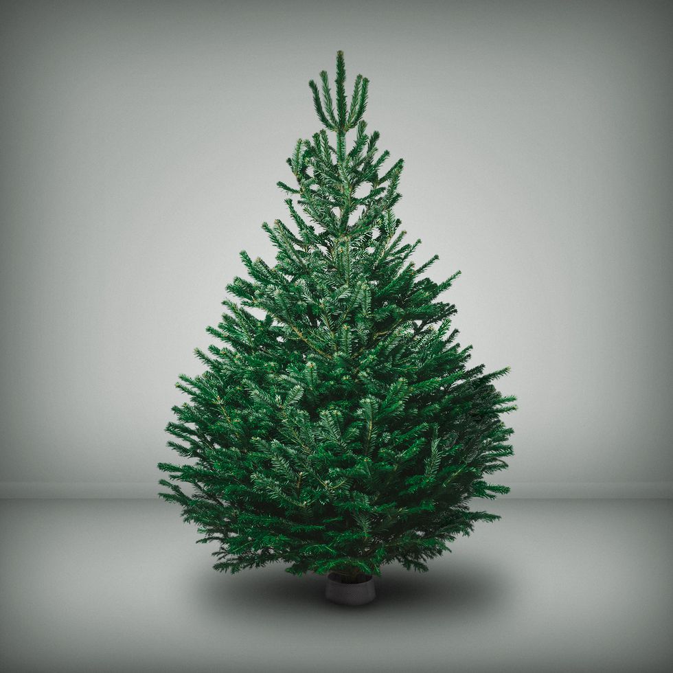 Nordman Fir christmas tree Pines and Needles