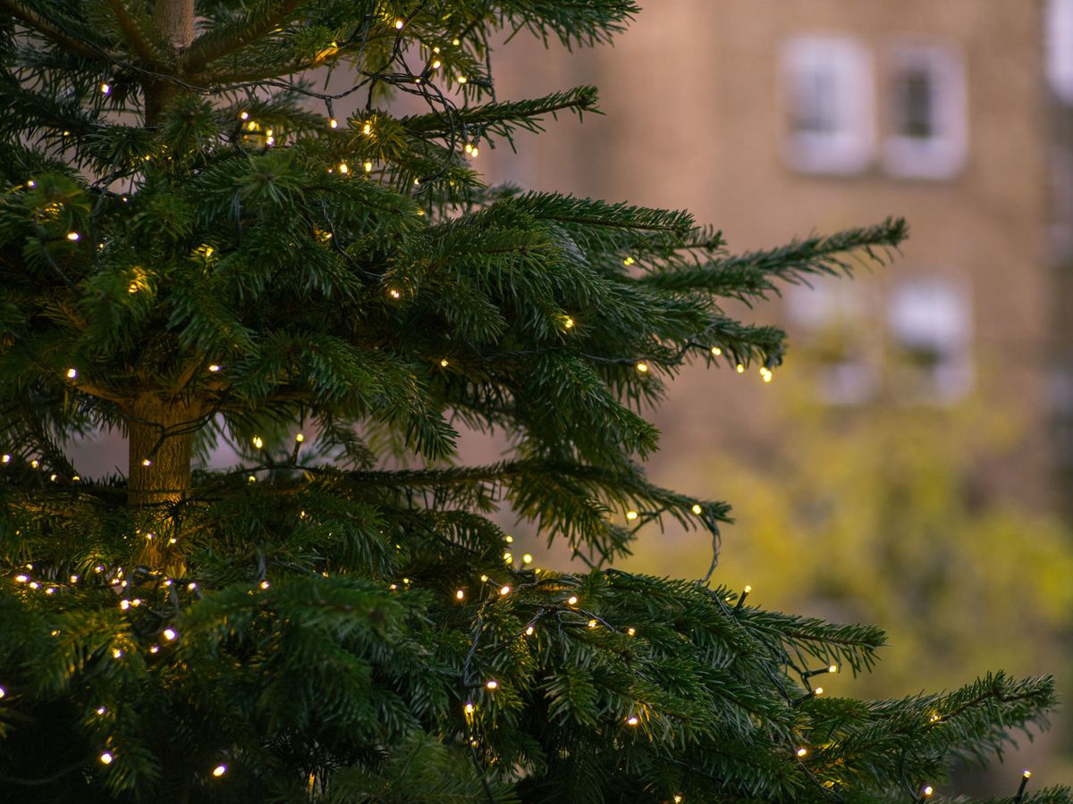 The And Don'ts Of Using Outdoor Christmas Lights - Outside Christmas Tree Lights