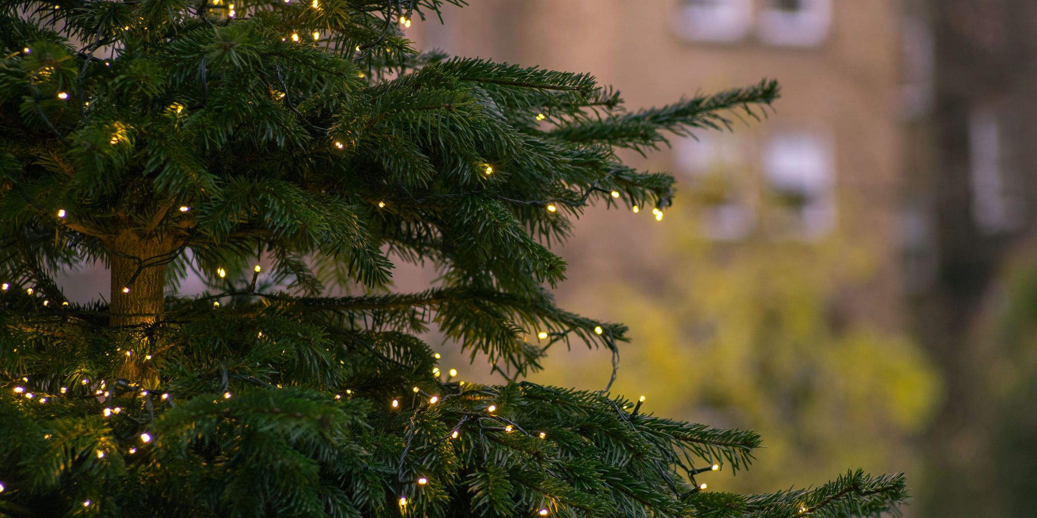 outdoor christmas tree lights