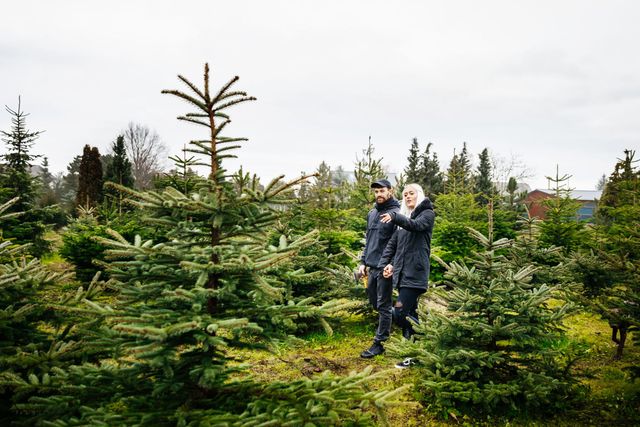 Young Couple Searching For Perfect Christmas Tree In Pine Forest