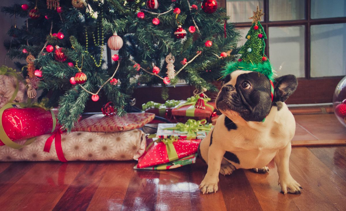 are christmas trees dangerous for dogs