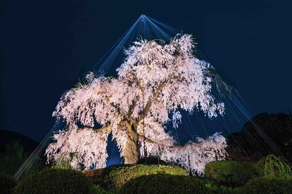  Wise Trees - Gion Weeping Cherry