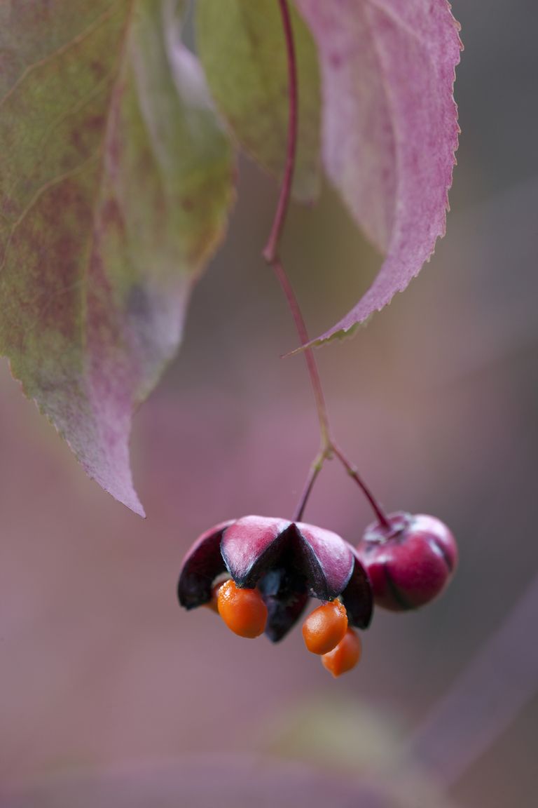 Spindle (Euonymus oxyphyllus) fruit split open with seeds exposed, Yorkshire, UK