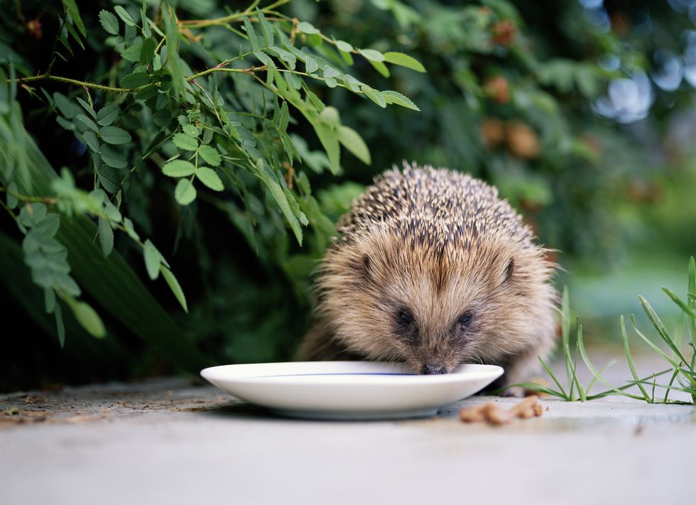Hedgehog eating from plate