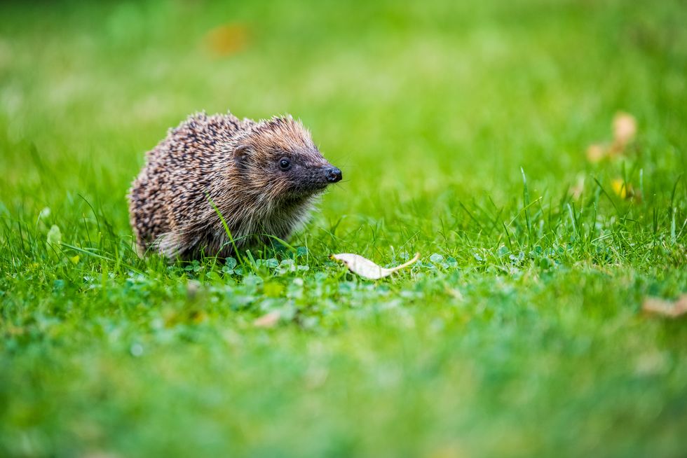 hedgehog on grass