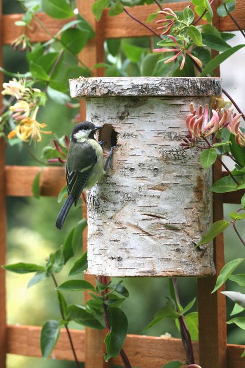 Great tit (Parus major) perched on birdhouse