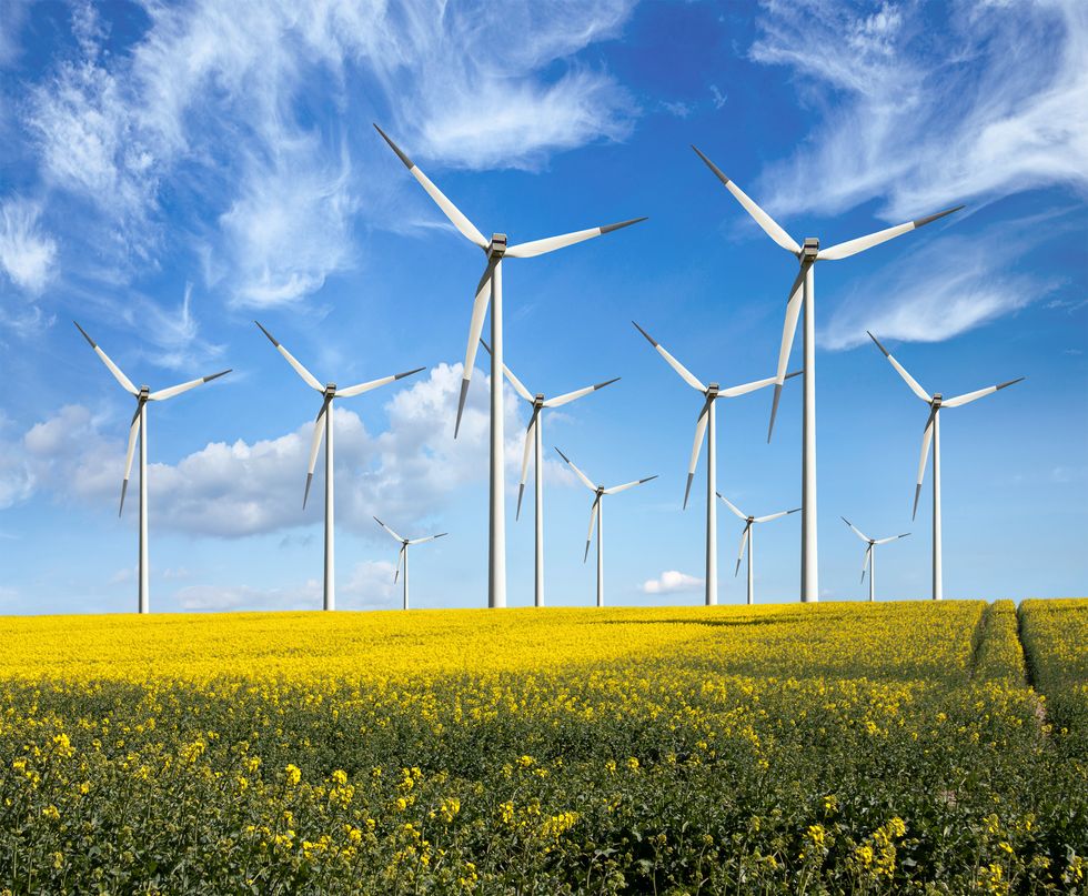 Eco-friendly wind turbines - renewable energy - in fields of yellow flowers