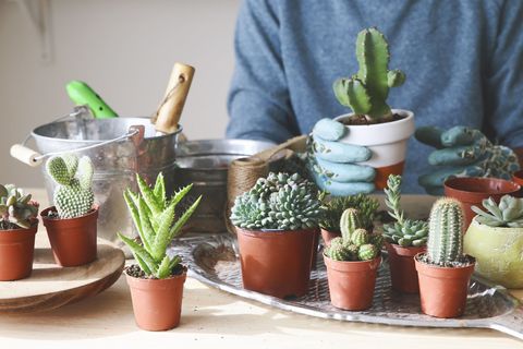 Catcus - succulents on table