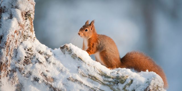 Red squirrel in snow